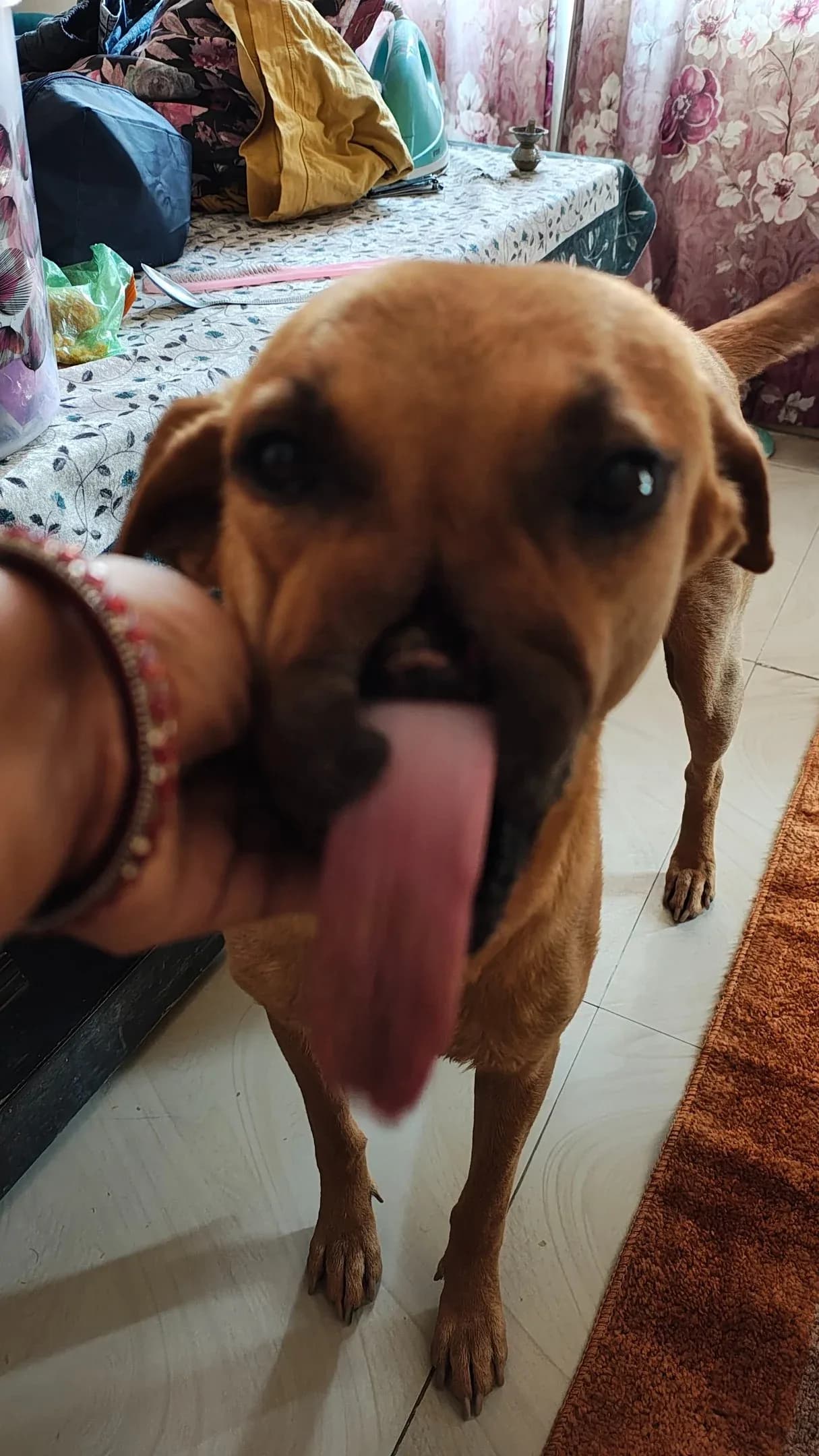 Dog receiving gentle attention from a caregiver