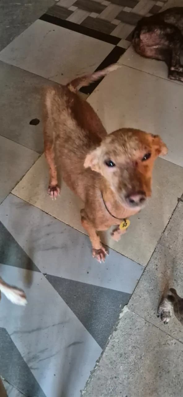 Dog standing calmly indoors at HHFSS