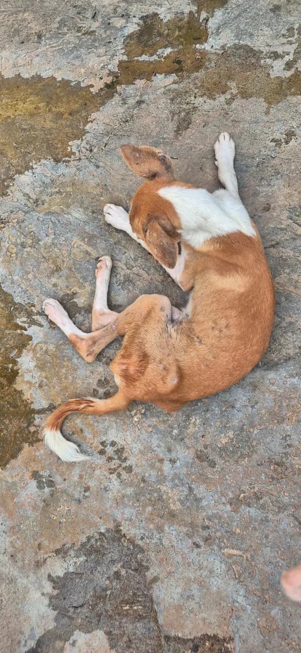 Dog resting inside the HHFSS shelter