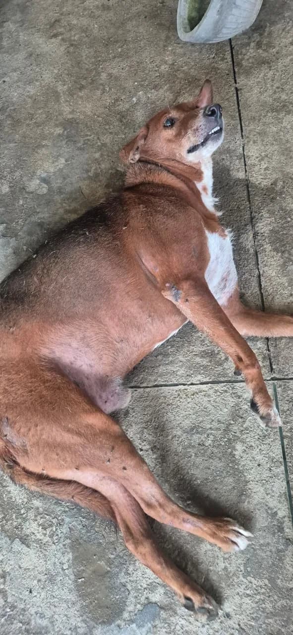 Dog resting on the ground at HHFSS