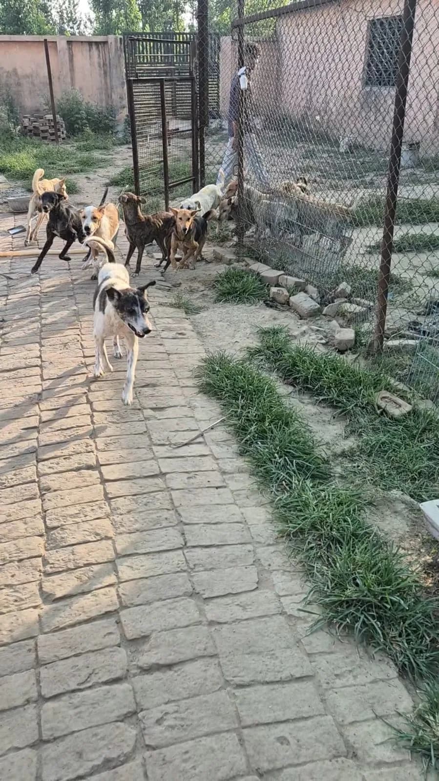 Dogs walking through a kennel area at the HHFSS shelter