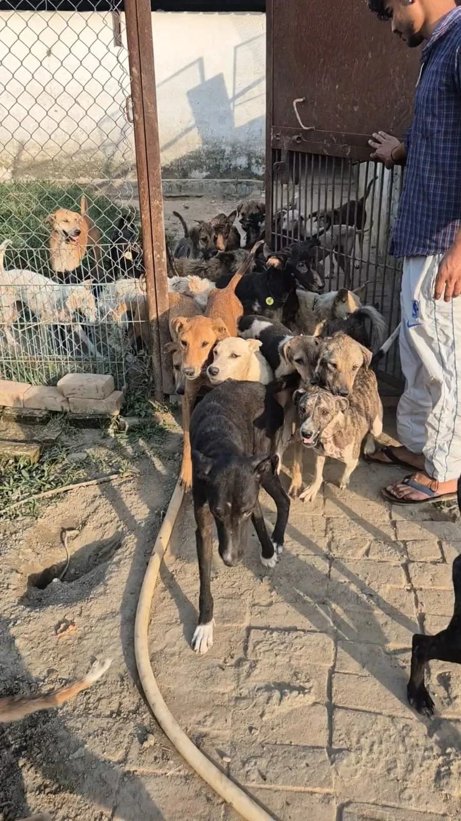 Dogs gathered near a shelter gate at HHFSS