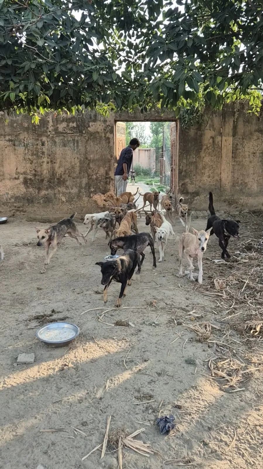 Dogs gathered in the HHFSS shelter yard
