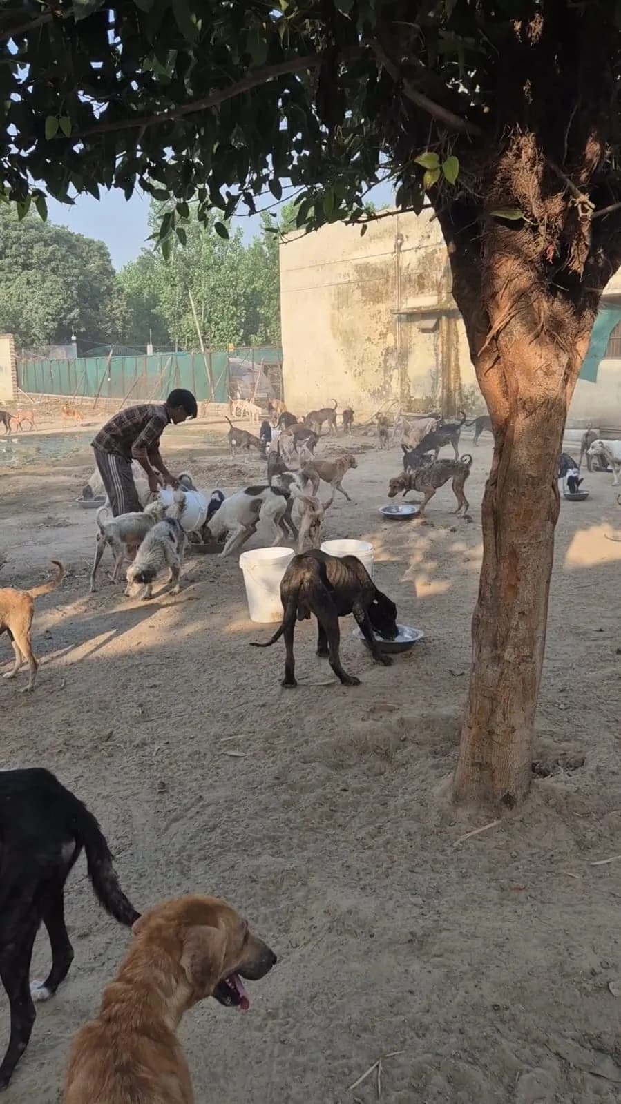 Dogs gathered beneath a tree in the HHFSS shelter grounds