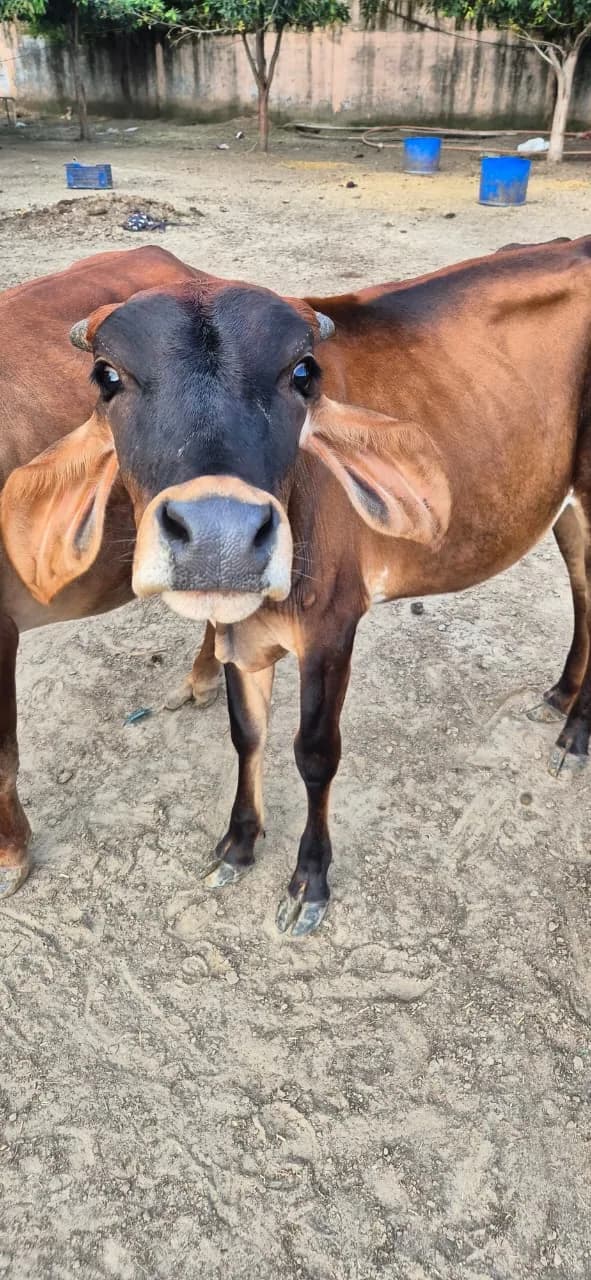 Brown cow standing inside the HHFSS shelter grounds