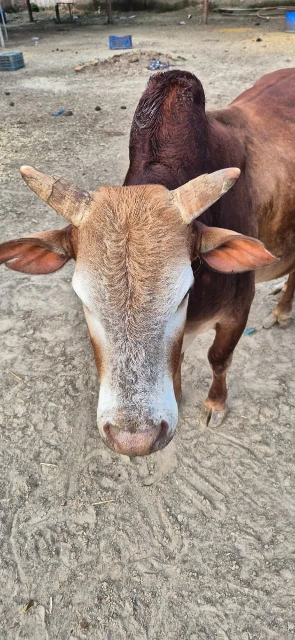 Cow standing in the HHFSS shelter grounds