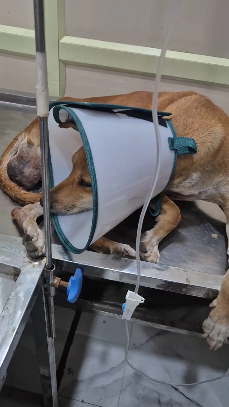 Dog receiving supportive care during treatment at HHFSS