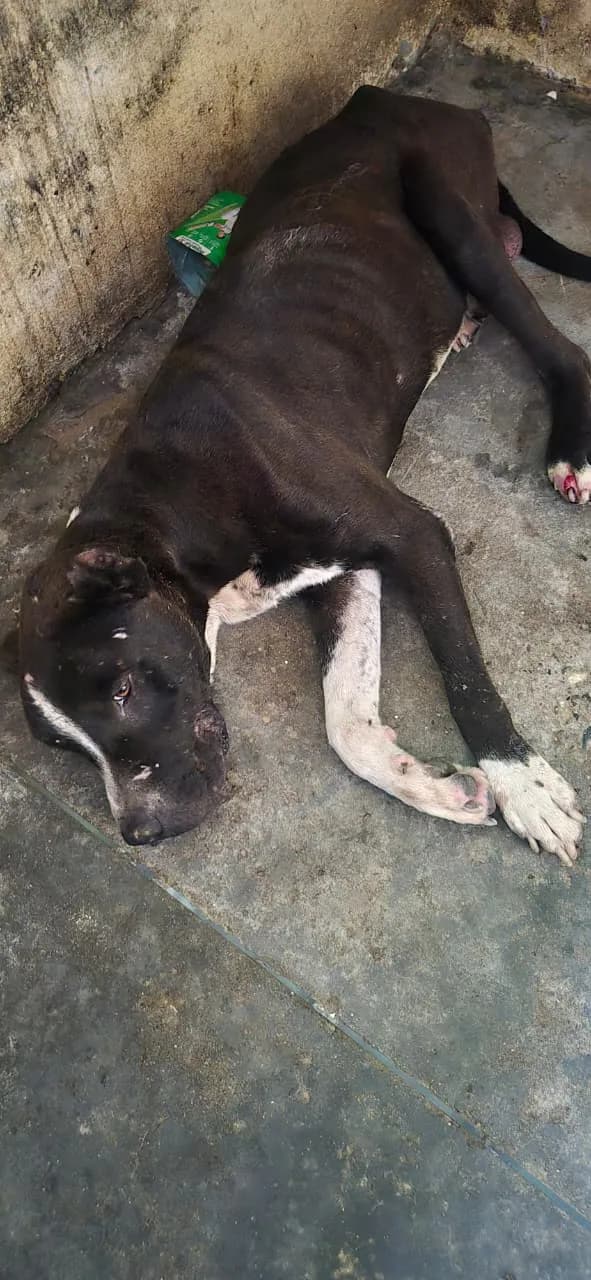 Dog resting during recovery at HHFSS