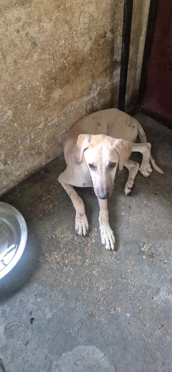 Dog resting during recovery at HHFSS