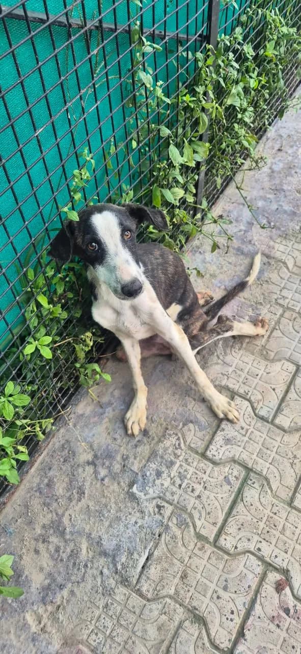 Dog sitting beside a fence at the HHFSS shelter